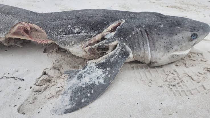 The aftermath of an Orca attack on a great white shark, do AI tạo