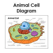Chromosomes are pulled apart.anaphase is a very rapid phase of meiosis and mitosis where sister chromatids which label identifies the step labeled w? Pin On Educational