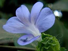 Image result for Barleria setosa