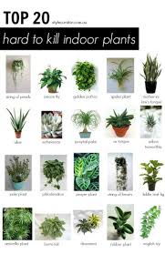 These Are The Best Indoor House Plants For People Who Need A Little Help Keeping Their Plants Alive No Green Thumb Th In 2020 Zimmerpflanzen Pflanzen Pflanzen Indoor