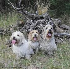 Image result for malý vendéeský hrubosrstý honič