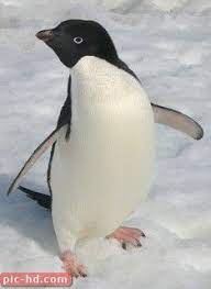 صور البطريق معلومات عن البطاريق animals penguins pics