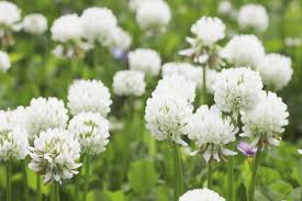 Image result for Trifolium polystachyum