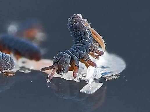 nomina circumscribentia