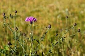 Musk Thistle in Rosette Stage Stock Photo