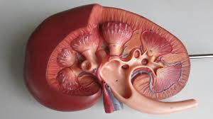 Conclusions and recommendations of the sixth report of the joint national committee on prevention, detection, evaluation and treatment of high blood pressure, 1997. Types Of Kidney Cysts Renal Cysts Diagnosis And Treatment
