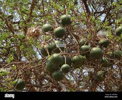 Image result for Strychnos cocculoides