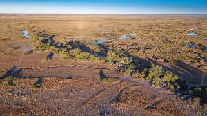 Image result for Landolphia camptoloba