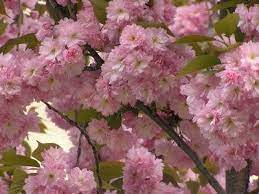 We did not find results for: 34 Flowering Trees Ideas Flowering Trees Flowering Cherry Tree Plants