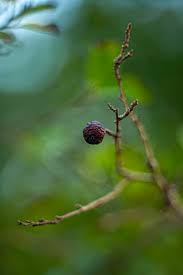 Image result for Flacourtia indica