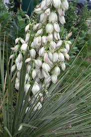 Image result for Monsonia glauca