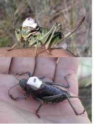 Patrick D. Lorch: Mormon crickets