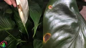 We did not find results for: Brown Spots On Peace Lily Causes And Solutions Garden For Indoor