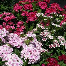 Image result for Dianthus micropetalus