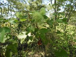 Image result for Triumfetta digitata