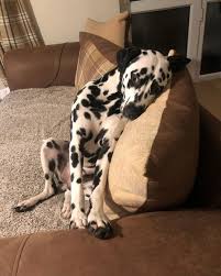 Note To Self Dont Drink Too Much Pawsecco Feeling Cute Might Delete Later Cute Dogs Pet Dogs Puppies Cute Animals