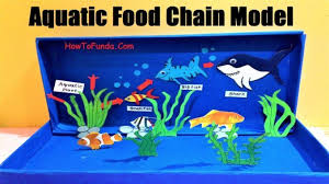 Marine Biology Science Fair Projects Aquatic Food Chain Model For School Science Fair Food Chain Food Webs Projects Food Chain Activities
