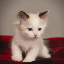 Cutie munchkins 🥰