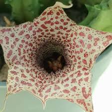 Image result for Huernia erectiloba