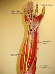 Diagram showing two stylized head muscle. Diagram Diagram Of Upper Arm Muscles With Labels Full Version Hd Quality With Labels 1cardiagram Museodiocesanobrescia It