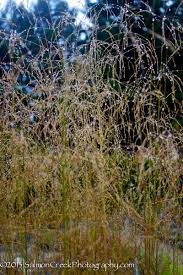 Image result for Deschampsia cespitosa