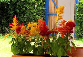 Image result for Celosia