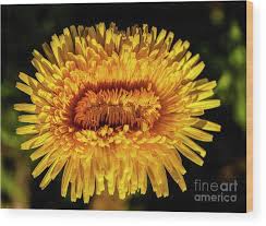 Image result for Taraxacum sp.