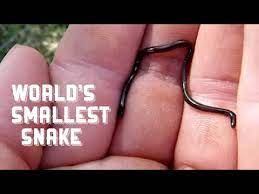 At about ten centimeters long (less than four inches), the diminutive reptile might easily be mistaken for an earthworm, and could comfortably curl up on a. World S Smallest Snake Wildly Indian Youtube