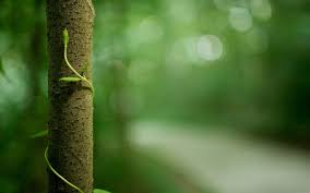 Awesome Nature Hd Background Bokeh Wallpaper Photoshop Backgrounds Nature Wallpaper
