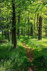 ‫غابة‬‎ ile ilgili görsel sonucu