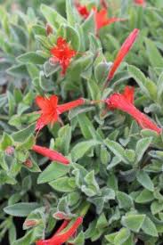 Image result for Otholobium foliosum