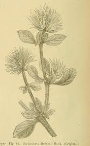 Image result for Leucosphaera bainesii