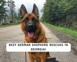 They are strong willed and highly intelligent with a very playful spirit. Best German Shepherd Rescues In Georgia 2021 We Love Doodles