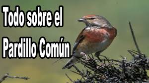 El Pardillo Común Y pardillo Norteño - YouTube