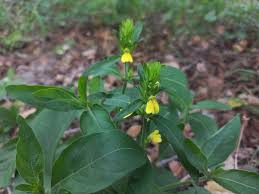 Image result for Justicia flava