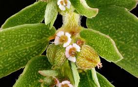 Image result for Euphorbia kilwana