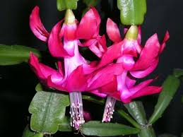 Over 100 species of cacti are known worldwide. Guide To Christmas Cactus Feeding Best Fertilizer For Christmas Cacti Dummer Garden Manage Gfinger Es La App De Jardineria Mas Profesional