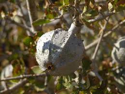 Image result for Garcinia volkensii