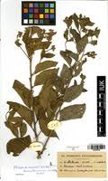 Image result for Vernonia thomsoniana
