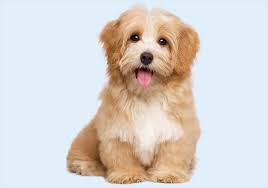 Chocolate is actually the pigment color of the havanese. Havanese Puppies Buy Puppy In Dubai Happy Paws Dubai