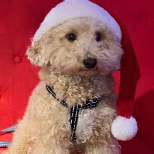 Blue hopes you all had a wonderful Christmas♥️