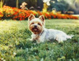 4,50 € gruppen, preis pro person, ab 15 personen: Reisefuhrer Ammerland Mit Hund