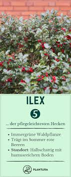 Pflegeleichte Hecken Unsere Top 6 Als Sichtschutz Plantura Hecke Immergrune Straucher Waldpflanzen