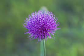 Cirsium Texanum Texas Thistle Plant Fungus Thistle Texas
