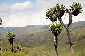 Image result for Dendrosenecio