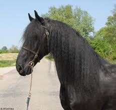 We did not find results for: Maroc Animaux Chiens Chevaux Poissons Chats Oiseaux Maroc Annonces Immobilier
