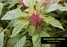Image result for Amaranthus