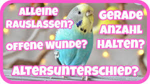 Welches Obst Und Gemuse Fur Wellensittiche Youtube