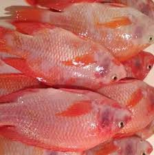 Sebaiknya konsumsi yang berukuran medium karena untuk yang berukuran jumbo (besar) cenderung beresiko mengandung logam beray merkuri berkadar tinggi. Ikan Kakap Merah Sempomart