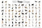 The Top 20 most popular dog breeds for 2020 | Tiny Terrier